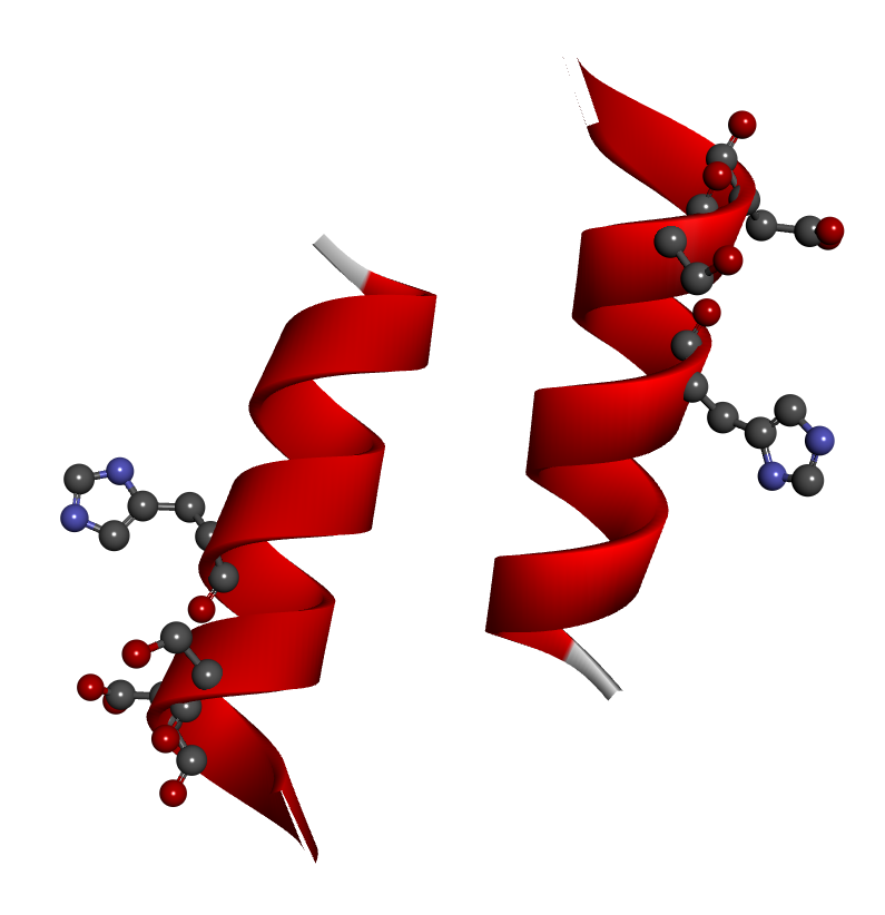 αヘリックス構造を持つ人工ペプチドの立体モデル。赤いリボン状の二本のαヘリックスと、触媒残基（His、Ser、Asp）の空間配置が示されており、分子機能の設計意図を視覚化している。