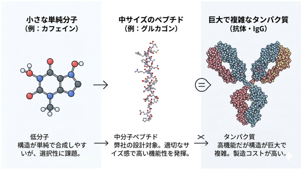 低分子化合物・中分子ペプチド・巨大タンパク質のサイズ比較を示すインフォグラフィック